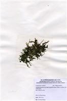 藏品(棒型總狀蕨藻)的圖片